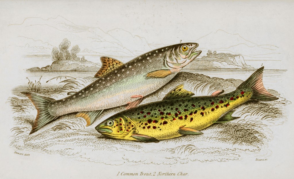 Common Trout and Northern Char Illustration by Stewart and Lizars circa 1852