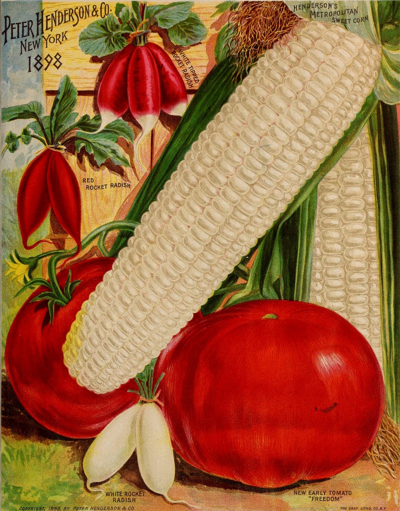 Illustration Vegetable Varieties - Corn, Tomato and Radishes circa 1898 - Peter Henderson Co.