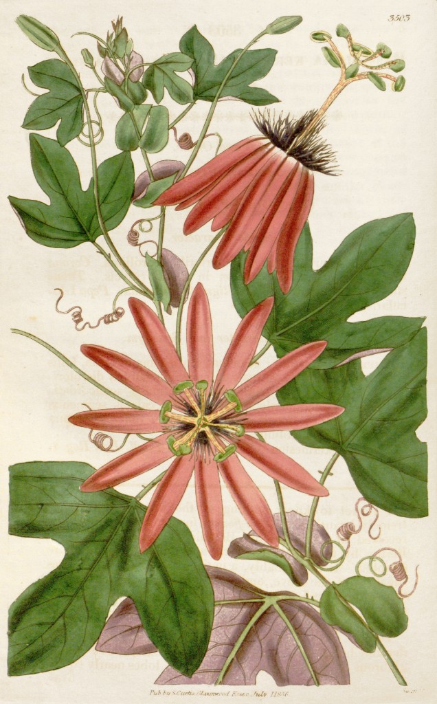 Crimson Passion Flower Botanical Illustration circa 1836