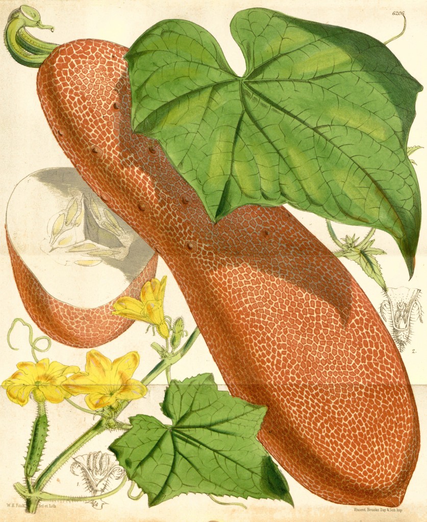 Cucumis Sikkim Brown Netted Cucumber Botanical Illustration circa 1876 by Walter Hood Fitch (1817-1892)
