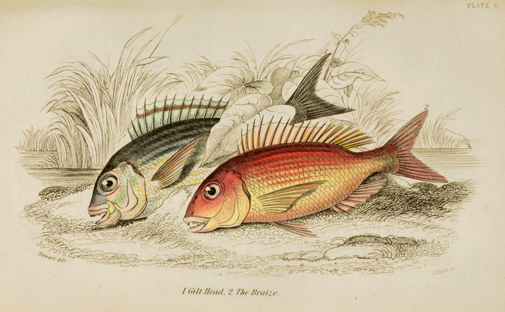 Mackerel and Ray's Bream Illustration by Stewart and Lizars circa 1852