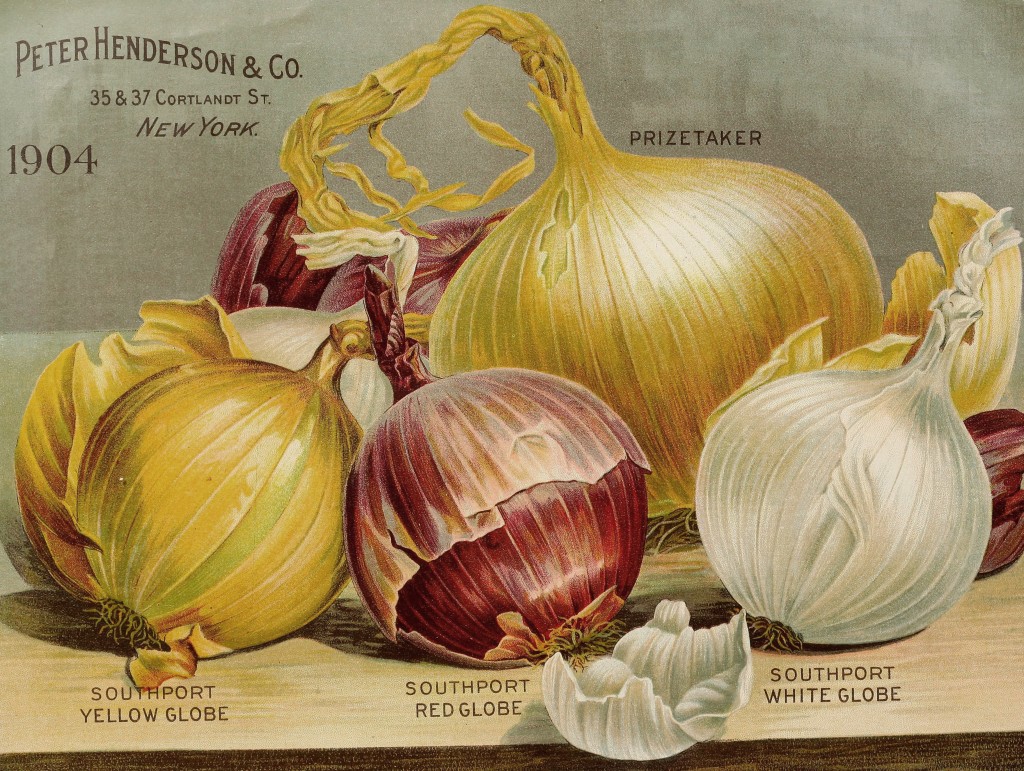 Illustration Globe Onion Varieties circa 1904 - Peter Henderson Co.
