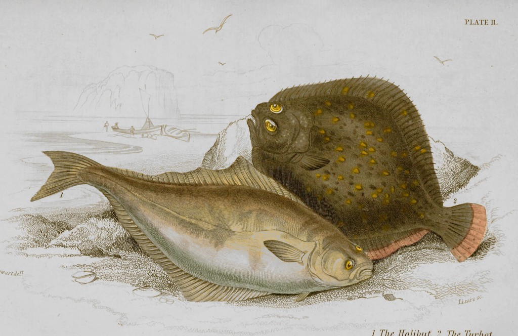 Halibut and Turbot Illustration by Stewart and Lizars circa 1854