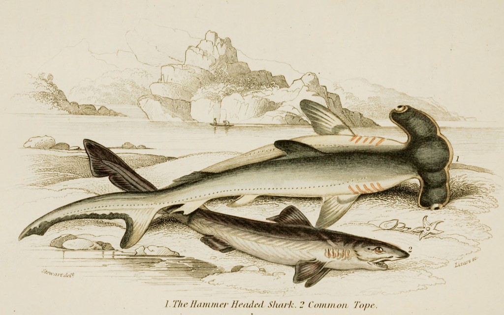 Hammerhead Shark and Common Tope Illustration by Stewart and Lizars circa 1854