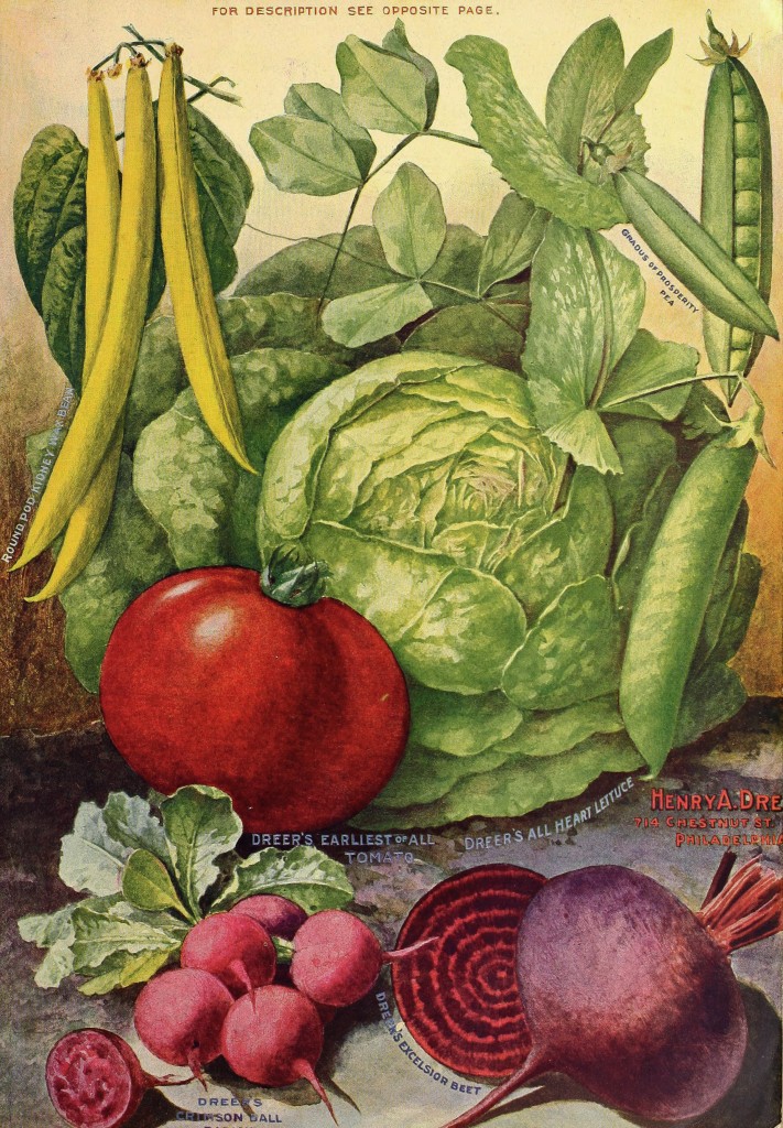 1902 Henry A. Dreer Vegetable Seed Catalog illustration