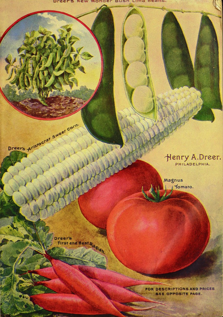 1903 Henry A. Dreer Vegetable Seed Catalog illustration