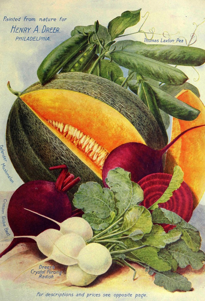 1904 Henry A. Dreer Vegetable Seed Catalog illustration