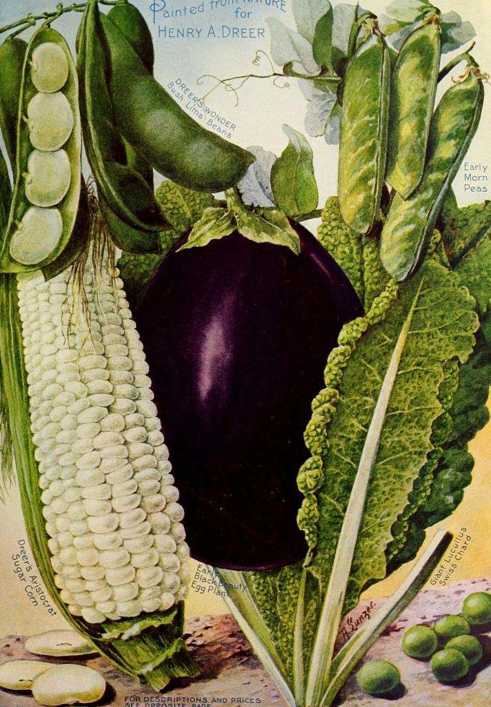 1906 Henry A. Dreer Vegetable Seed Catalog illustration