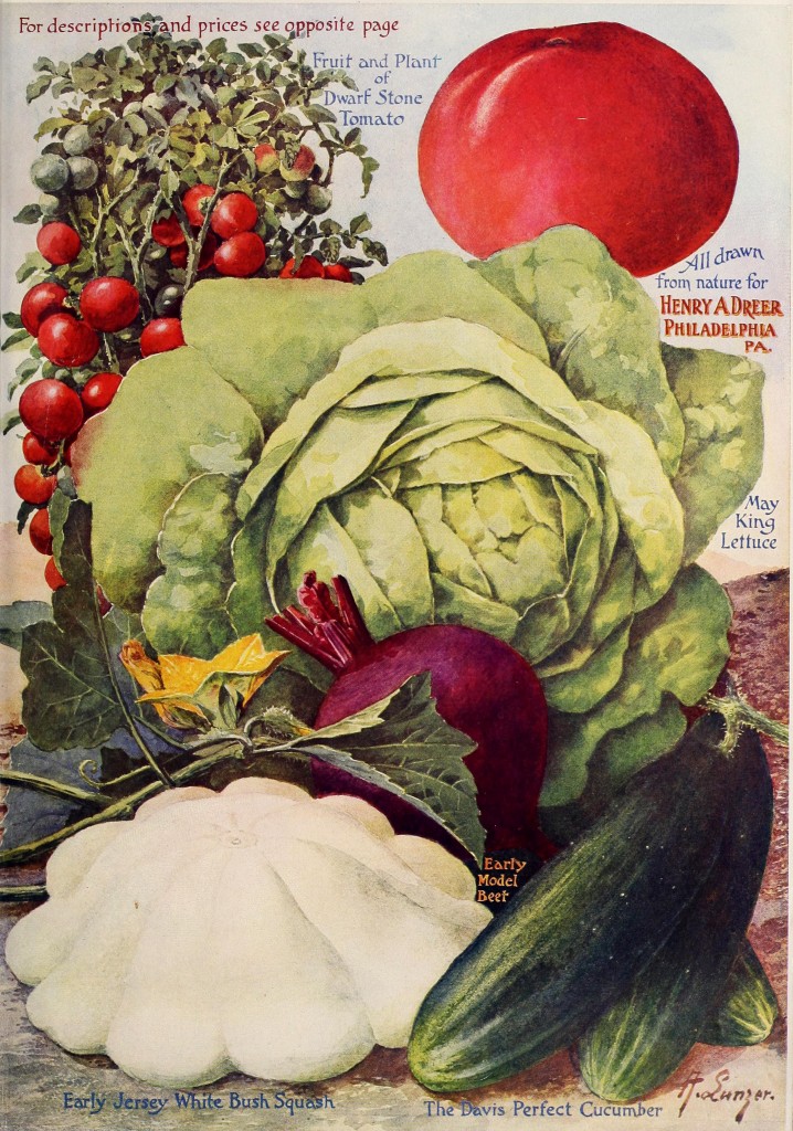 1907 Henry A. Dreer Vegetable Seed Catalog illustration