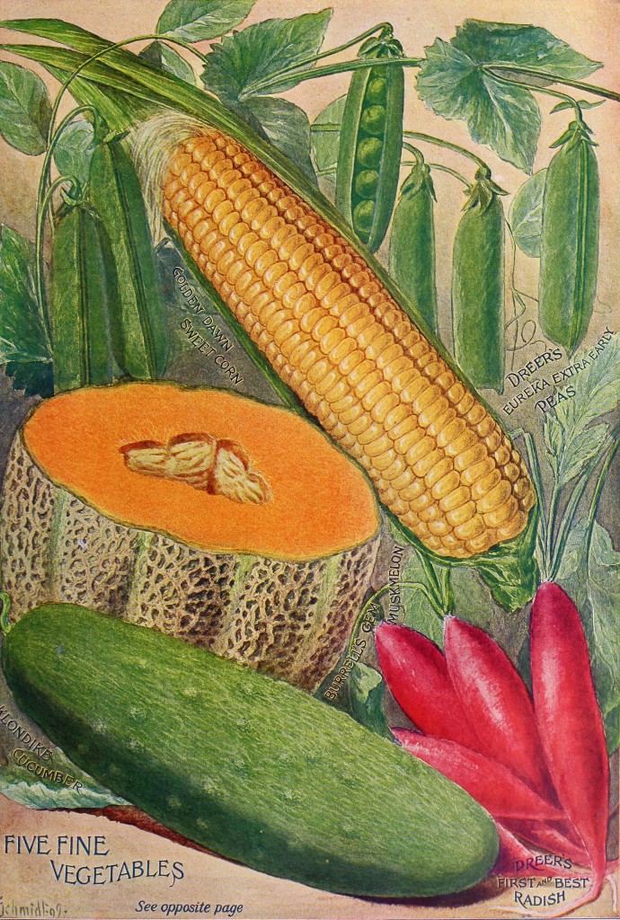 1910 - Henry A. Dreer Vegetable Seed Catalog illustration