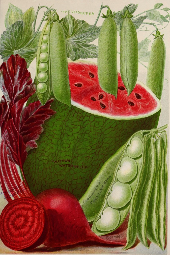 1911 - Henry A. Dreer Vegetable Seed Catalog Illustrations