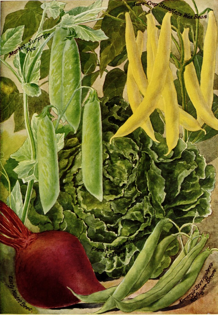 1912 - Henry A. Dreer Vegetable Seed Catalog Illustrations
