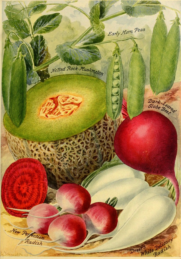1913 - Henry A. Dreer Vegetable Seed Catalog Illustrations
