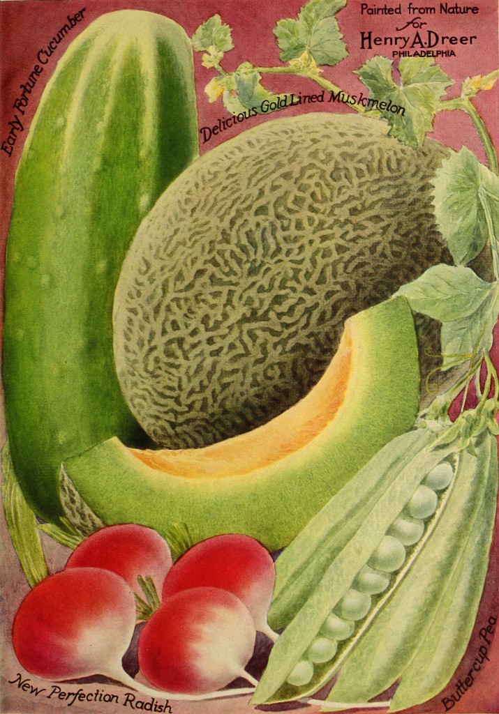 1915 - Henry A. Dreer Vegetable Seed Catalog Illustrations