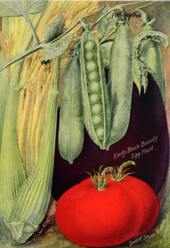 1916 - Henry A. Dreer Vegetable Seed Catalog Illustrations
