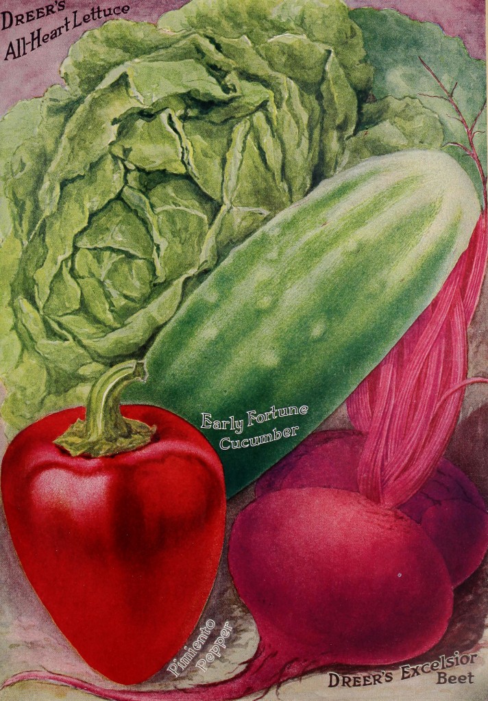 1917 - Henry A. Dreer Vegetable Seed Catalog Illustrations