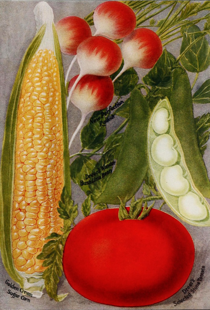 1918 - Henry A. Dreer Vegetable Seed Catalog Illustrations