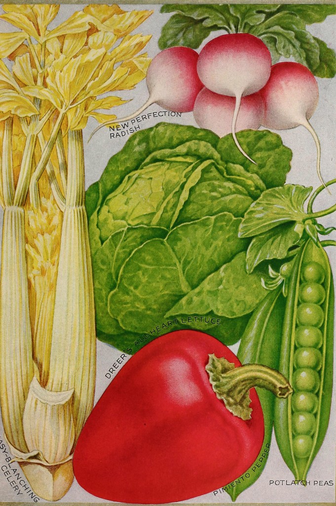 1919 - Henry A. Dreer Vegetable Seed Catalog Illustrations