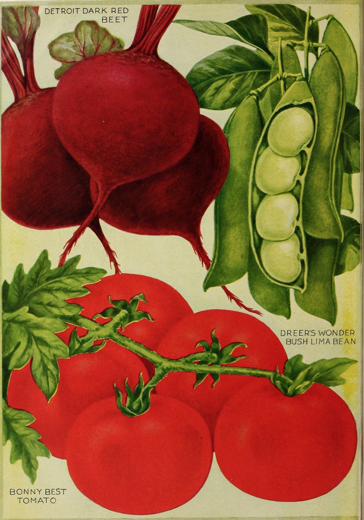1919 - Henry A. Dreer Vegetable Seed Catalog Illustrations