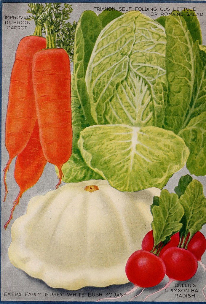 1920 - Henry A. Dreer Vegetable Seed Catalog Illustrations