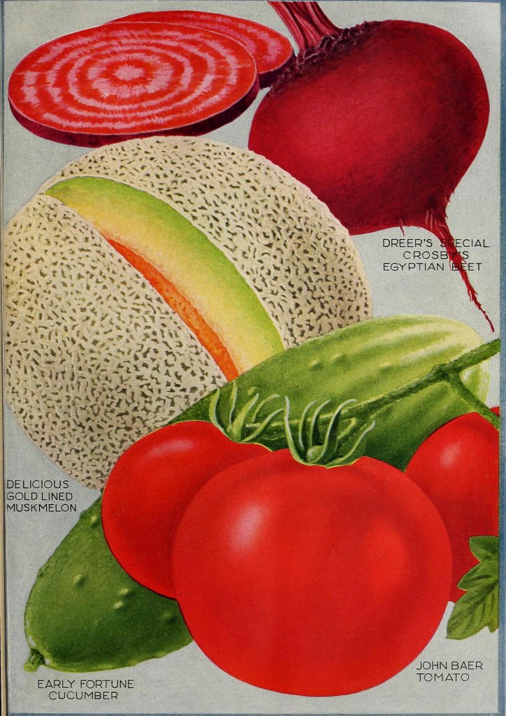 1920 - Henry A. Dreer Vegetable Seed Catalog Illustrations