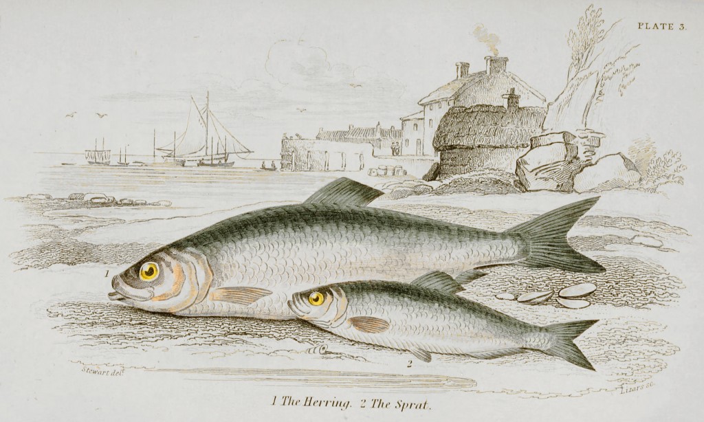 Herring Illustration by Stewart and Lizars circa 1854