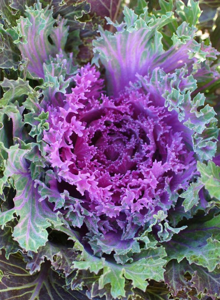 Purple and Green Lettuce - How Does Your Lettuce Grow?