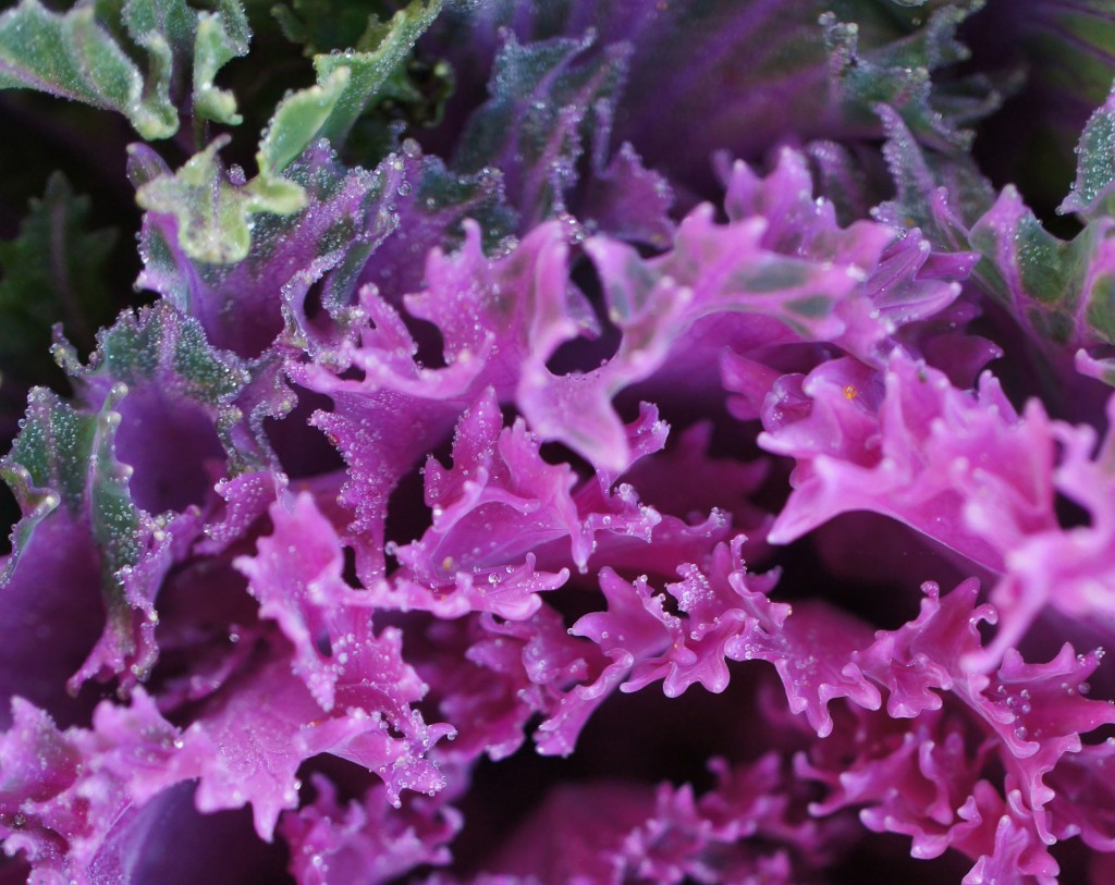 Purple and Green Lettuce - How Does Your Lettuce Grow?