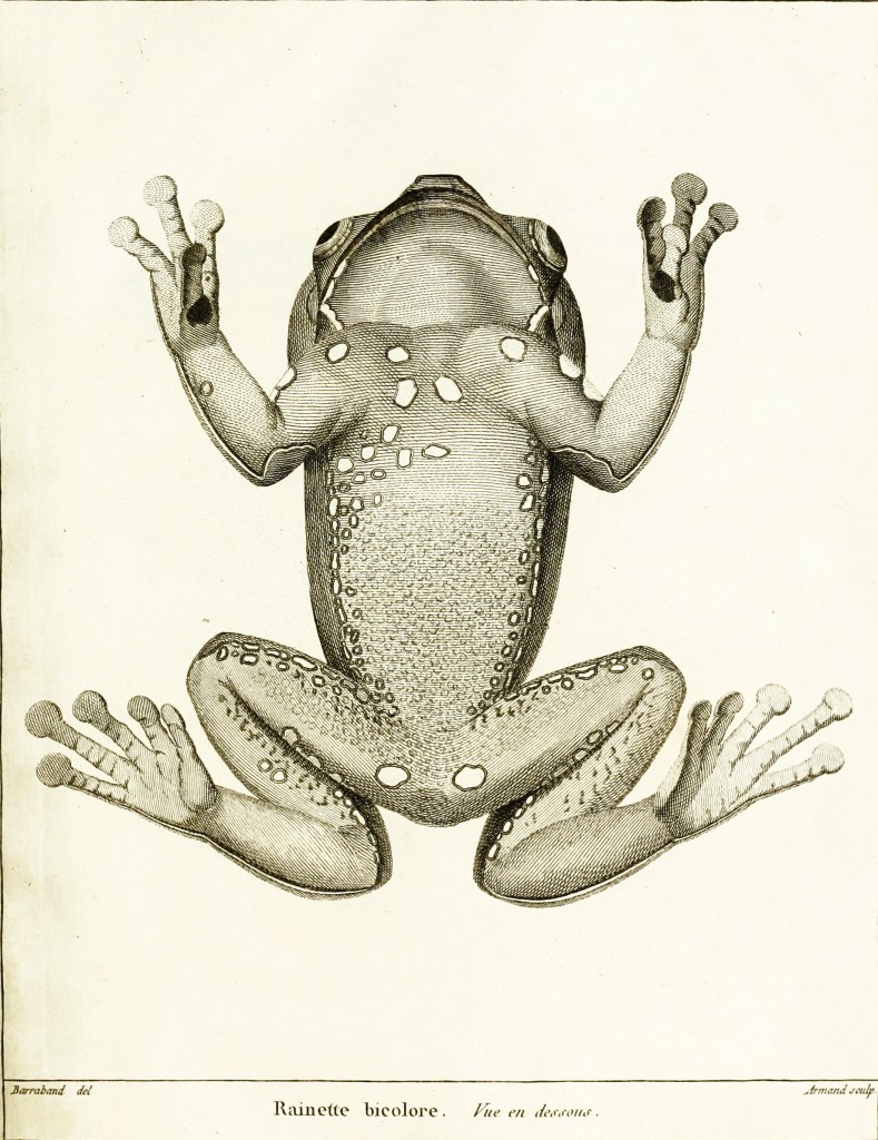 Jacques Barraband Antique Tree Frog (Hyla) Illustration circa 1800