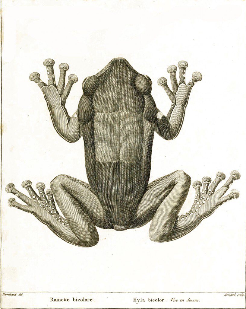 Jacques Barraband Antique Tree Frog (Hyla) Illustration circa 1800
