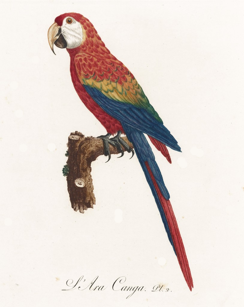 Jacques Barraband Antique Scarlet Macaw Illustration circa 1801