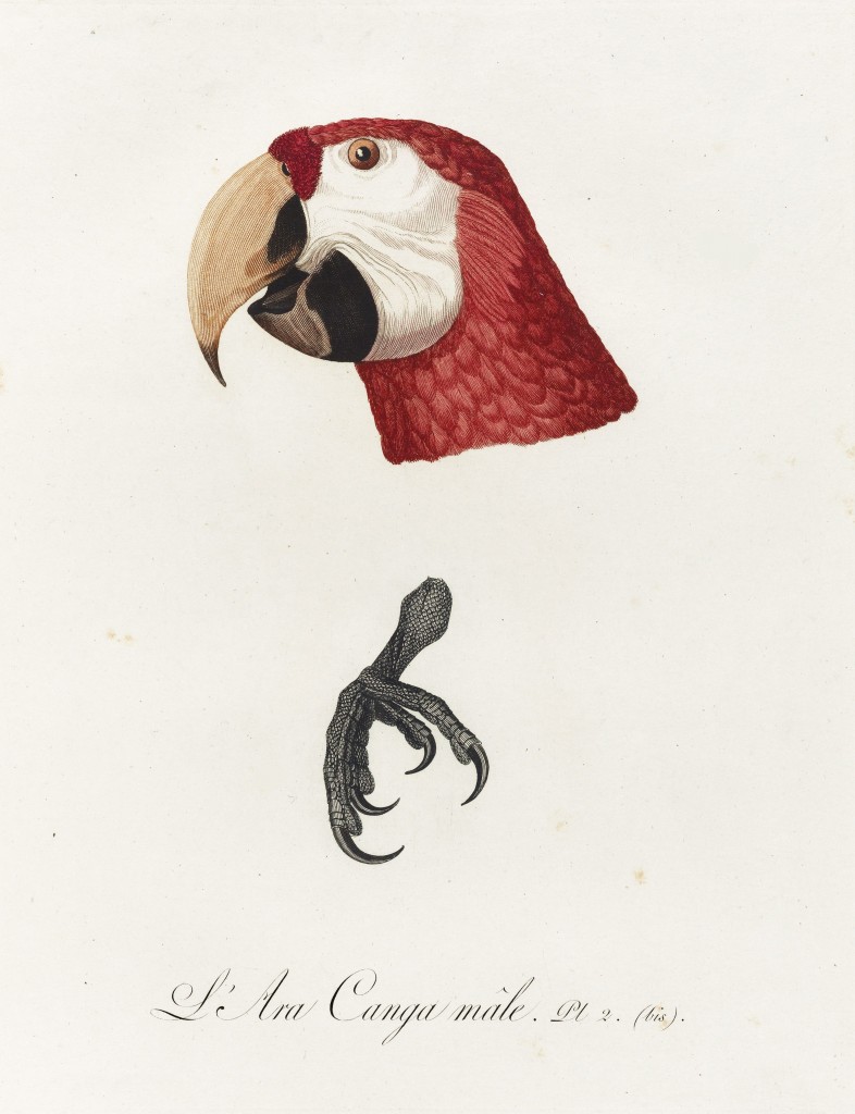 Jacques Barraband Antique Scarlet Macaw Illustration circa 1801