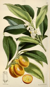 Kumquat Fruit and Tree Botanical Illustration circa 1874 by Walter Hood Fitch (1817-1892)