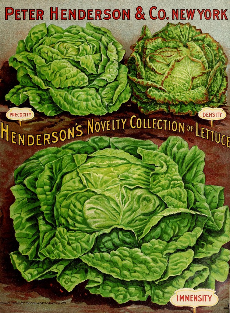 Illustration Lettuce Varieties circa 1902 - Peter Henderson Co.