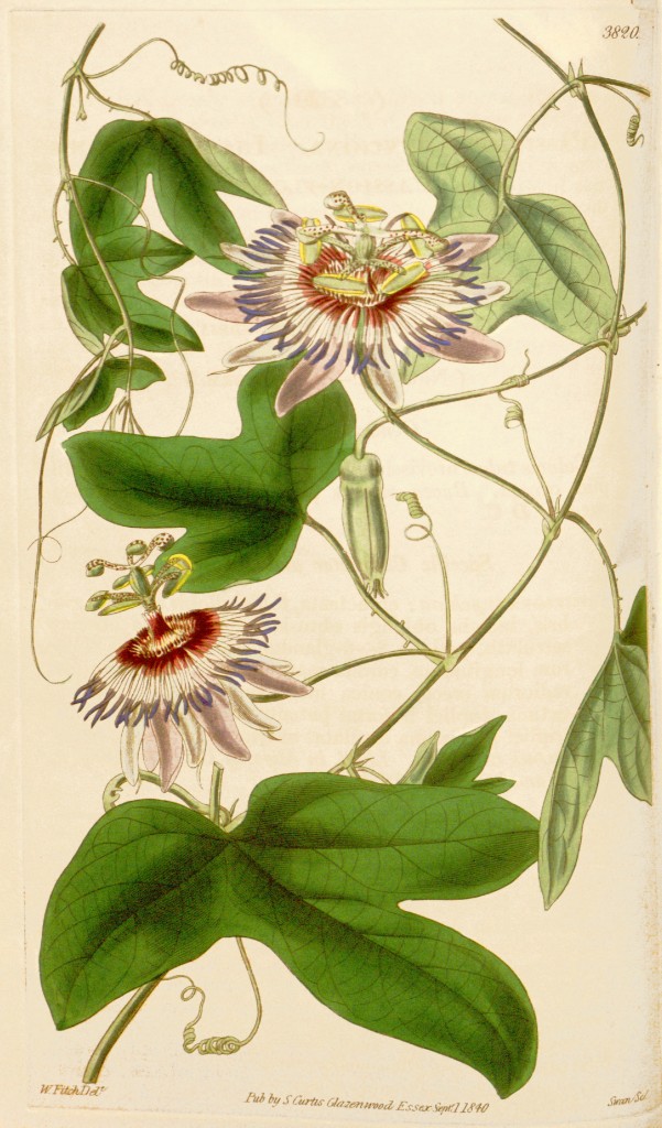 Lieutenant Sulivan's Passion Flower Botanical Illustration circa 1841 by Walter Hood Fitch (1817-1892)