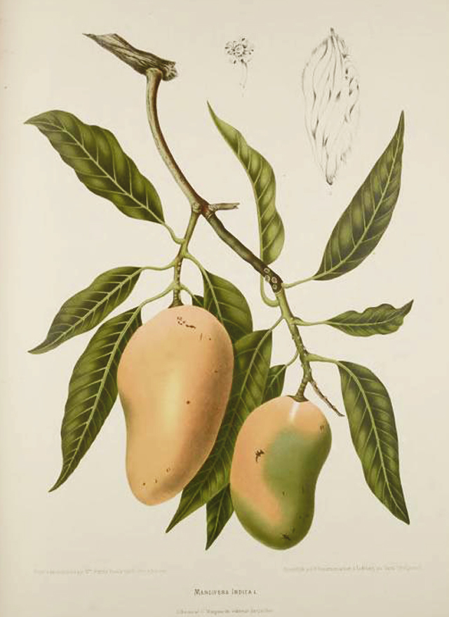 Mango Botanical Illustration Berthe Hoola Van Nooten 1880