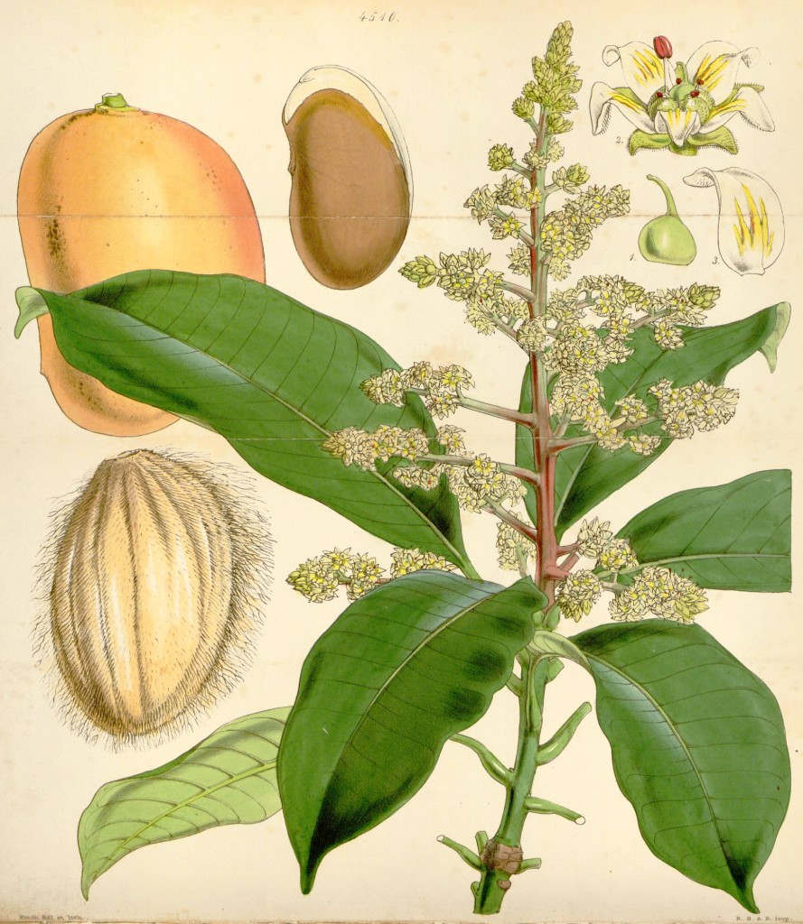 Mango Botanical Illustration circa 1850 by Walter Hood Fitch (1817-1892)
