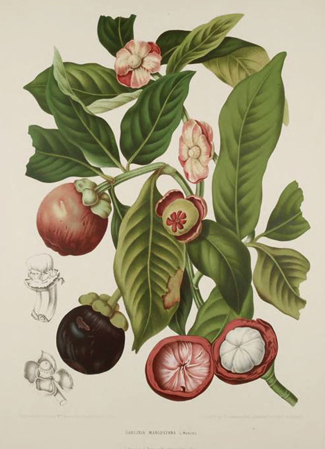 Mangosteen Botanical Illustration Berthe Hoola Van Nooten 1880