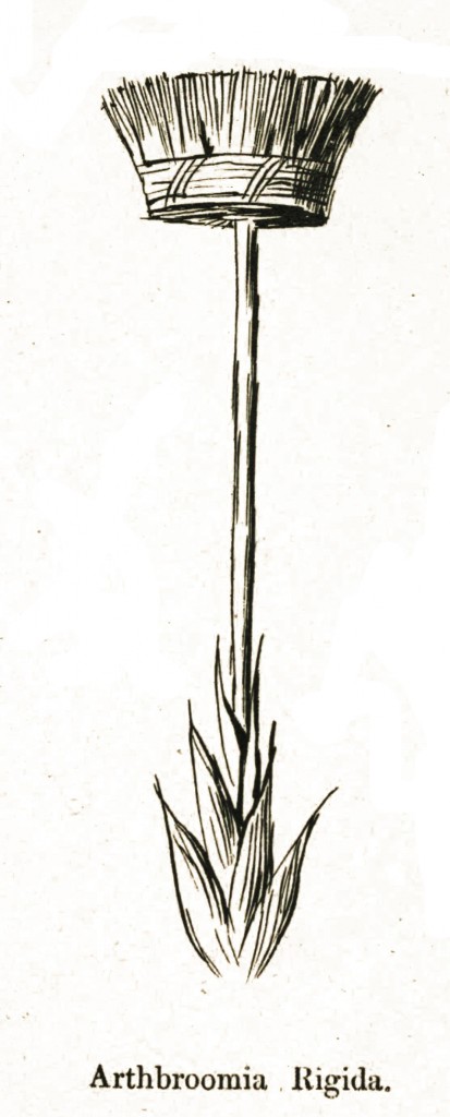 Brooms - Edward Lear Botanical Humor from More Nonsense circa 1872