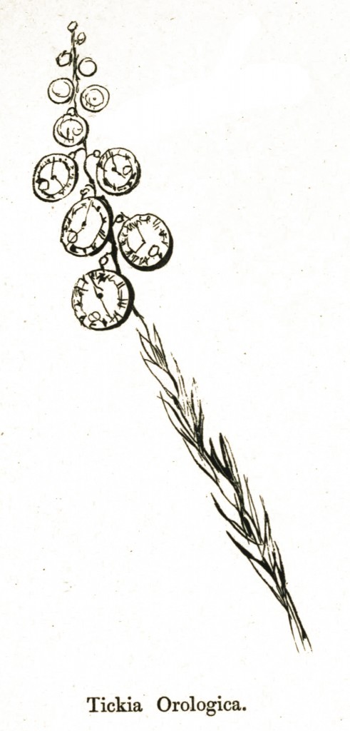 Clocks - Edward Lear Botanical Humor from More Nonsense circa 1872