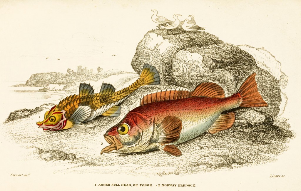 Pogge and Norway Haddock Illustration by Stewart and Lizars circa 1852