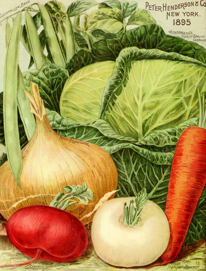 Illustration Vegetable Varieties - Onions, Cabbage and Carrot circa 1895 - Peter Henderson Co.