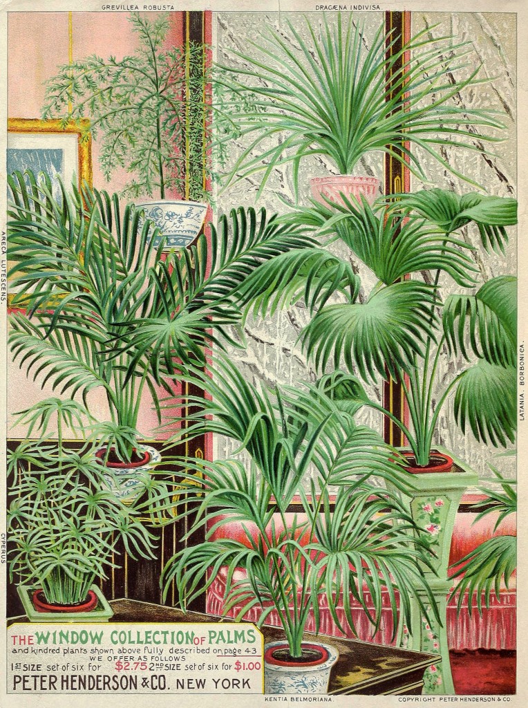 Illustration of Window Palms circa 1895 - Peter Henderson Co.