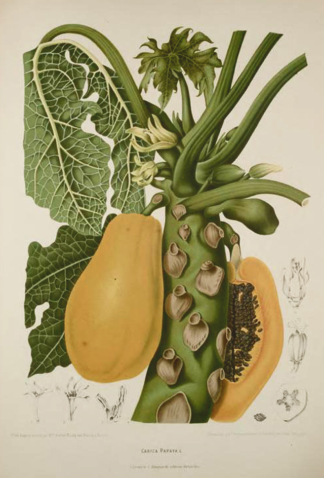 Papaya Botanical Illustration Berthe Hoola Van Nooten 1880