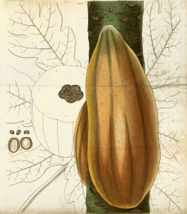 Pawpaw Papaya Tree and Fruit Botanical Illustration circa 1829