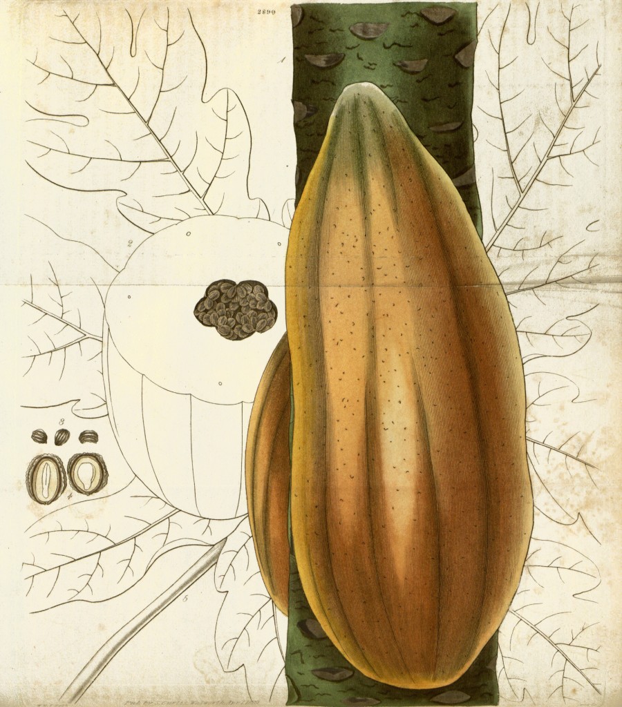 Pawpaw Papaya Tree and Fruit Botanical Illustration circa 1829