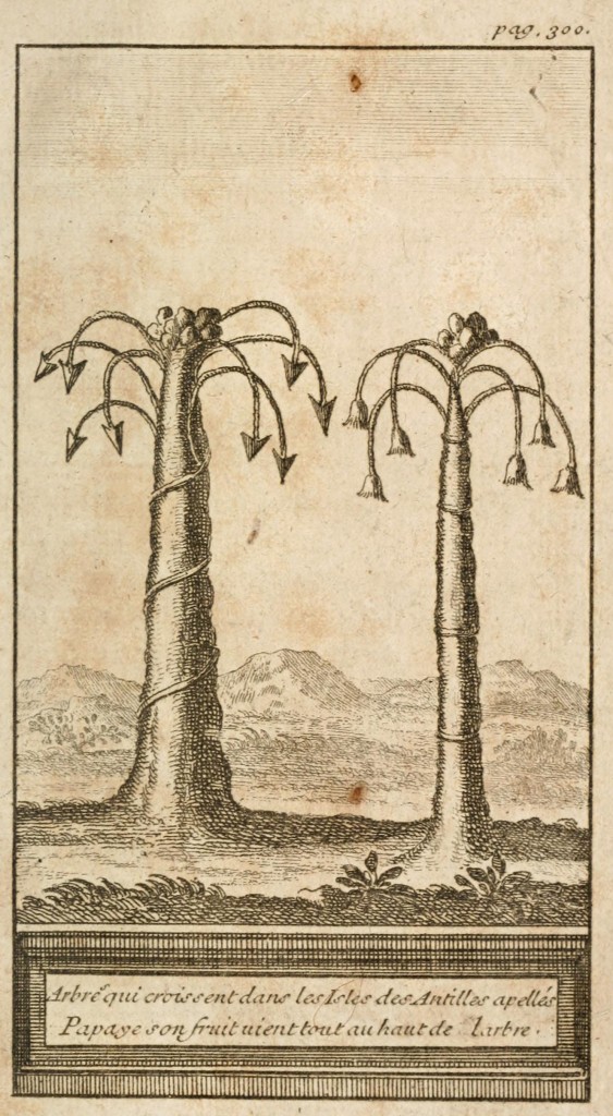 Papaya Tree Antique French Print circa 1728