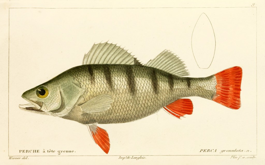 Perch by Jean-Charles Werner via Cuvier and Valenciennes circa 1828-1849