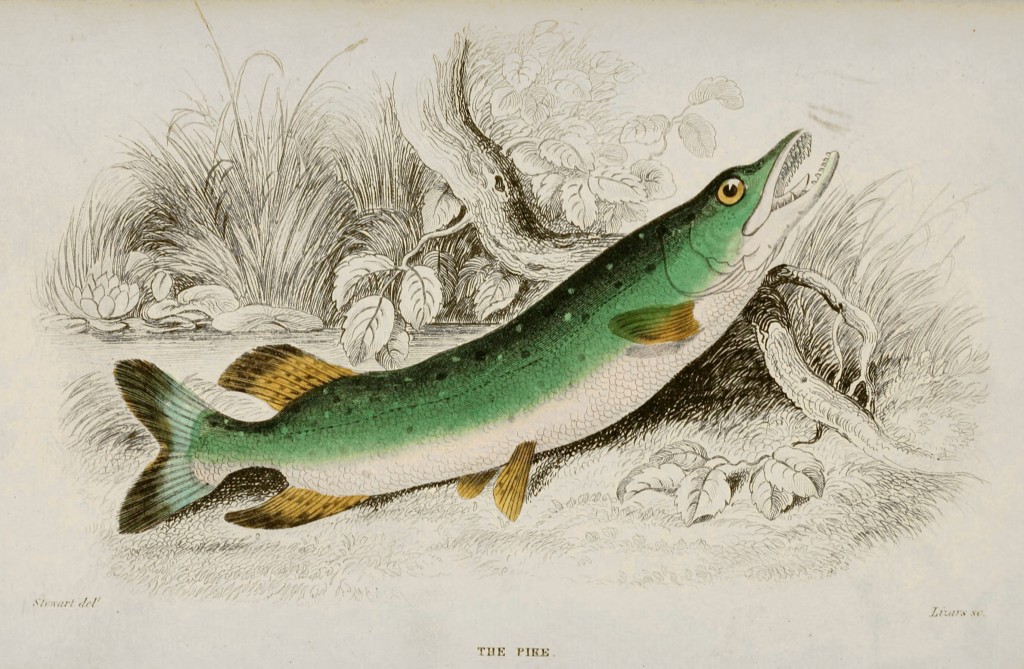 Pike Illustration by Stewart and Lizars circa 1852