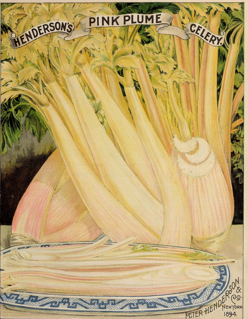 Illustration of Pink Plume Celery circa 1894 - Peter Henderson Co.